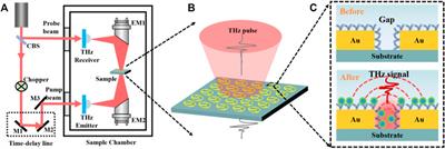 High Sensitivity and Label-Free Detection of the SARS-CoV-2 S1 Protein Using a Terahertz Meta-Biosensor